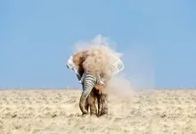 animals dust elephants 1920x1080 wallpaper Art HD Wallpaper